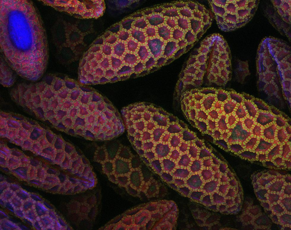 Lily pollen
